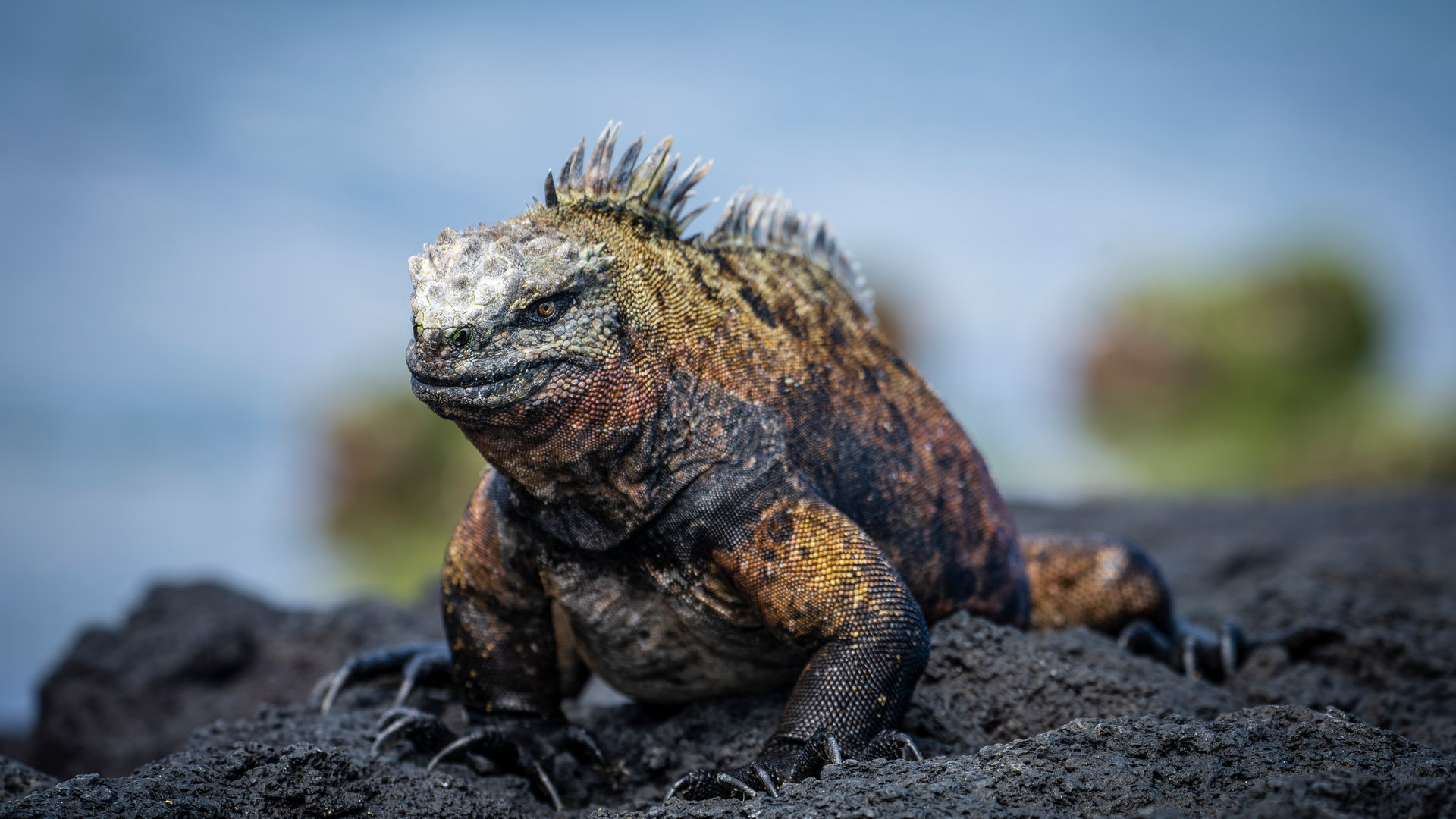 Galápagos wildlife photographed on the workshop