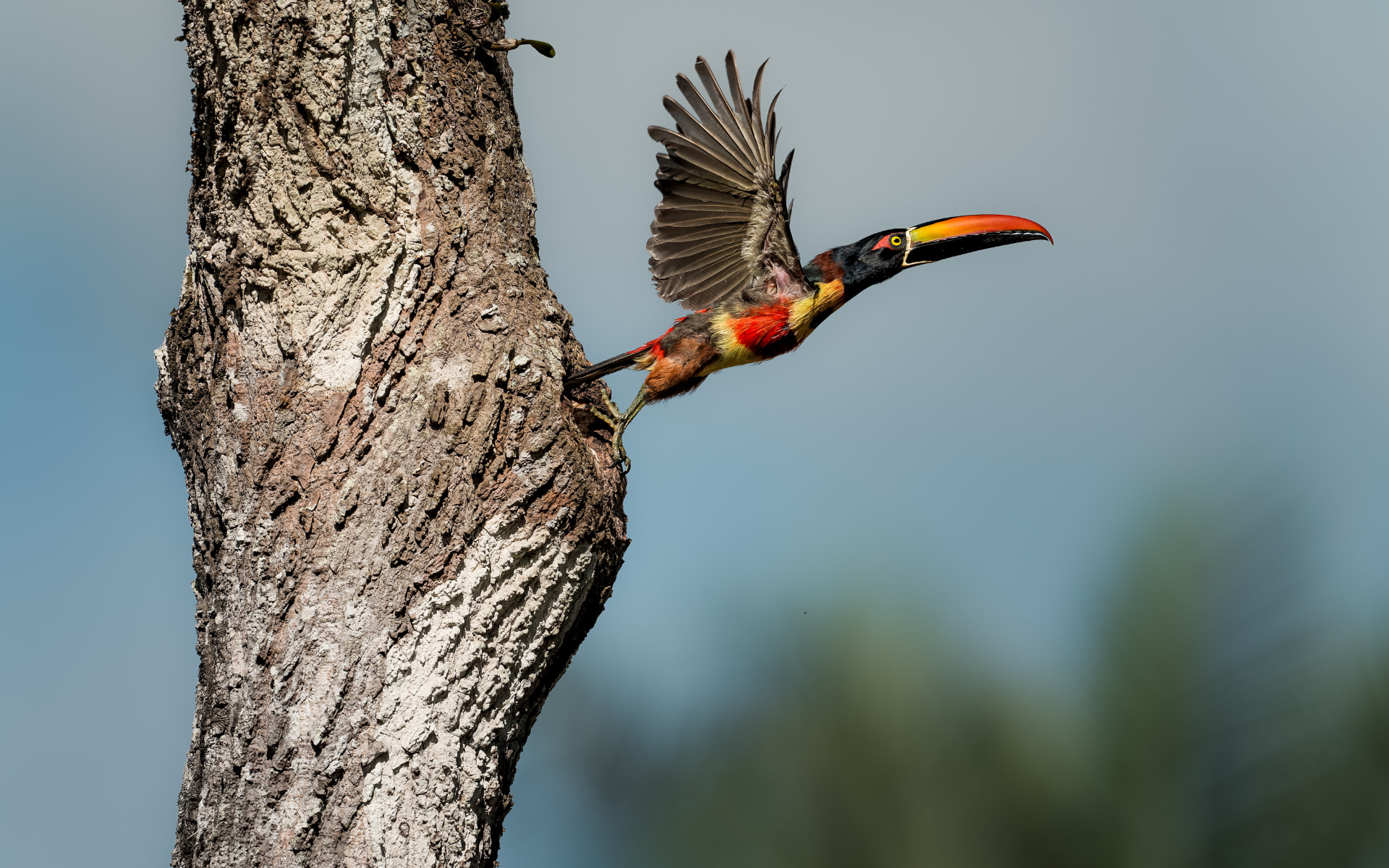 A fiery-billed aracari taking flight from a nest hole in a tree trunk, wings spread wide