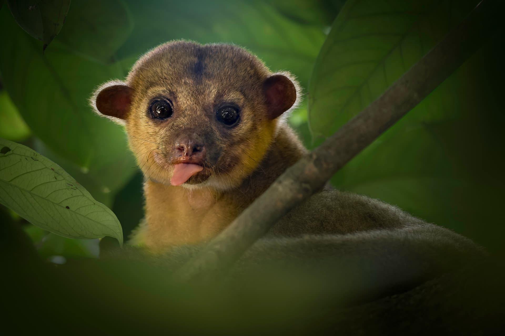 Kinkajou peering through rainforest leaves