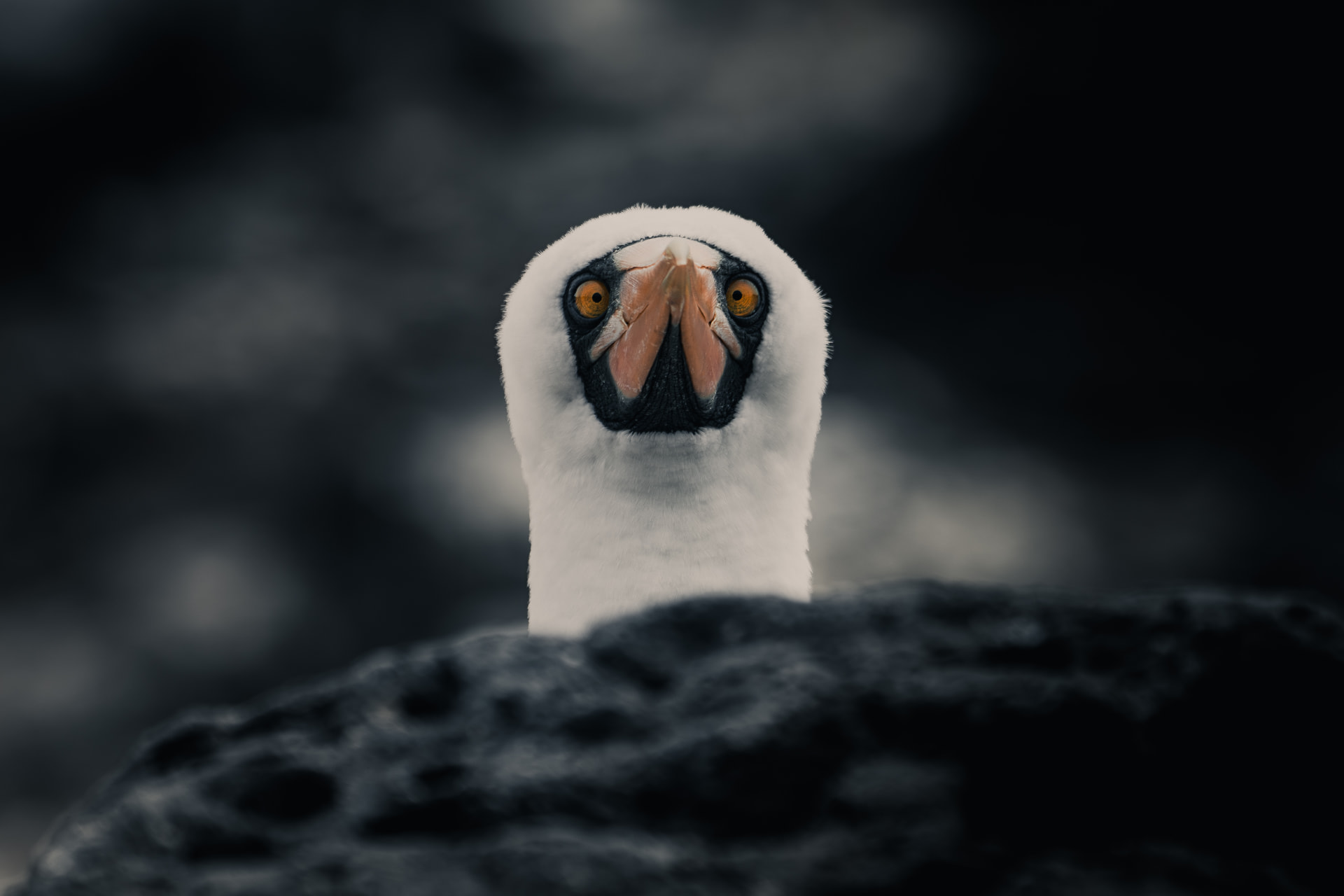 Nazca booby peering over dark volcanic rock against a shadowed background, its white head feathers lit against deep shade.