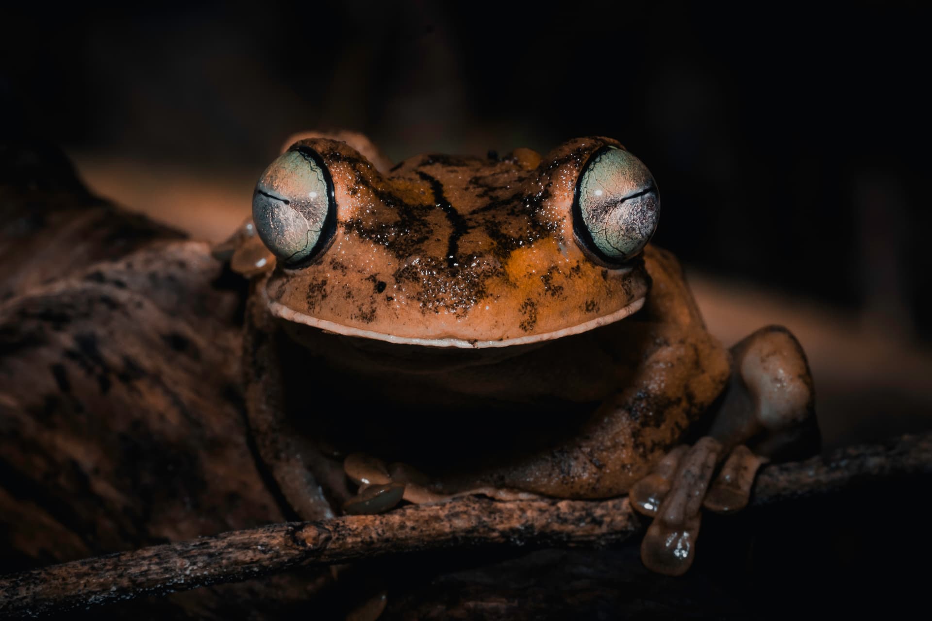 Glass frog with silvery-green eyes