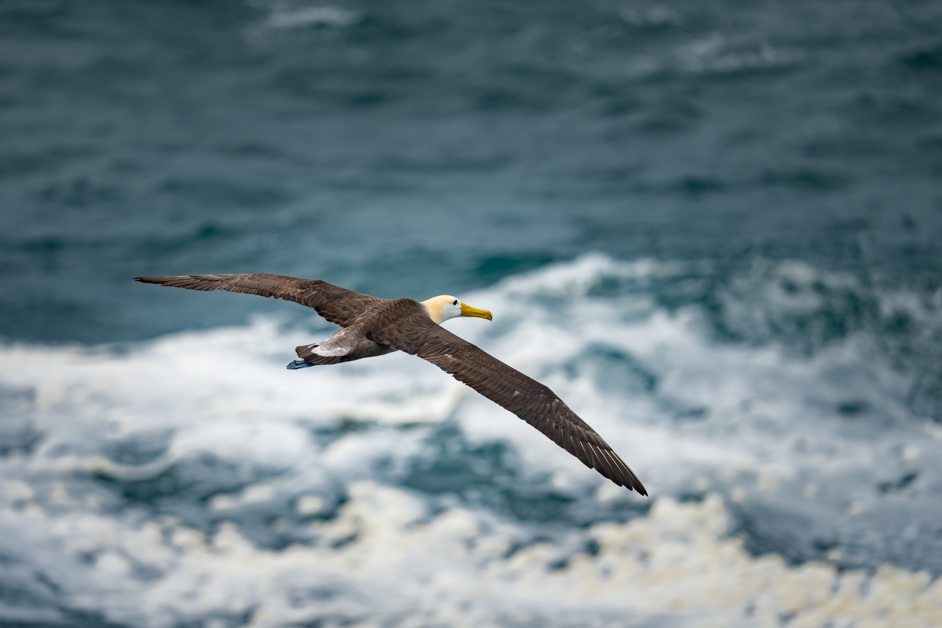 Waved albatross gliding low over the ocean, photographed at 1/2000 sec with sharp wing feather detail.