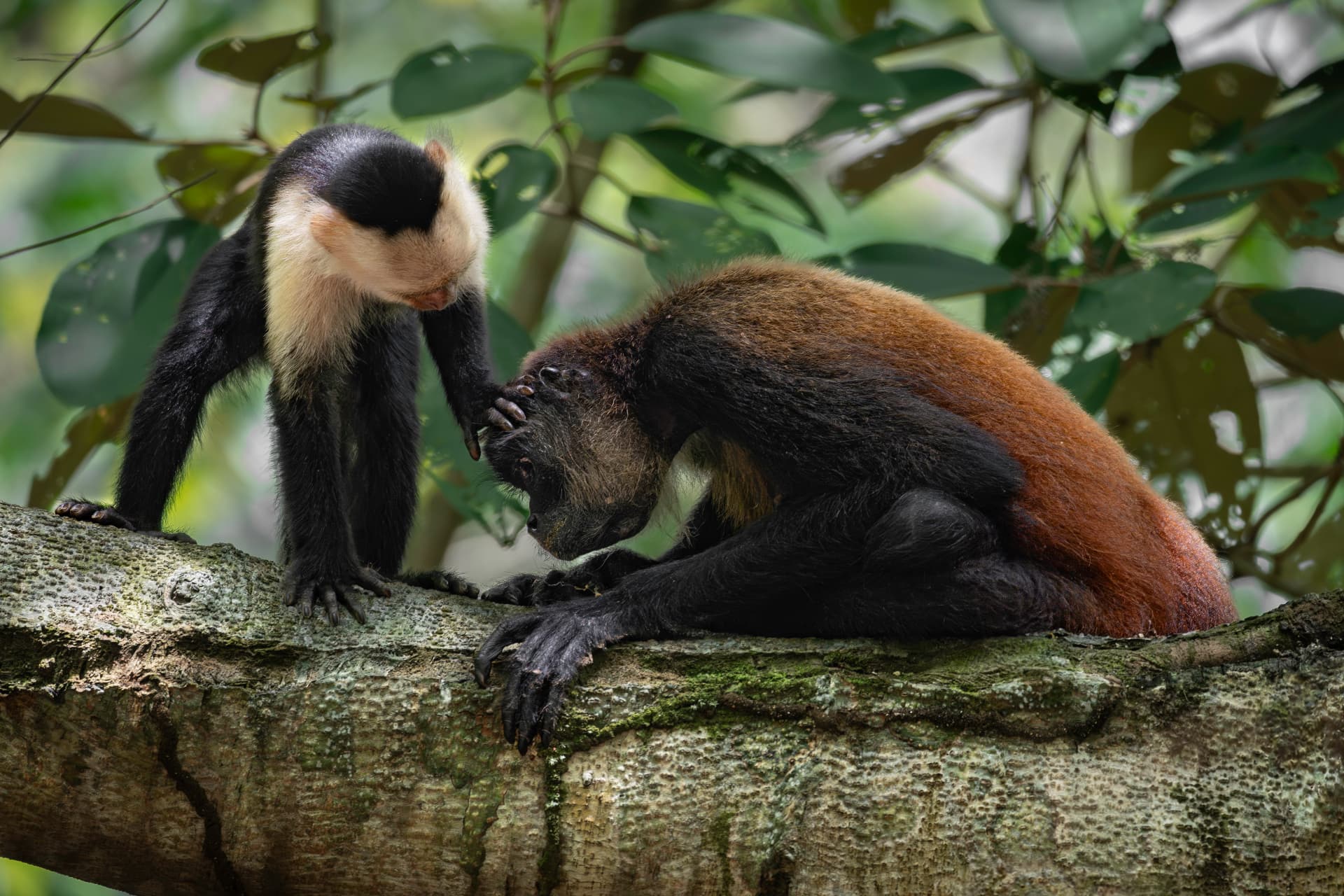 White-faced capuchin with a spider monkey on a mossy branch, photographed on a Costa Rica wildlife photography workshop