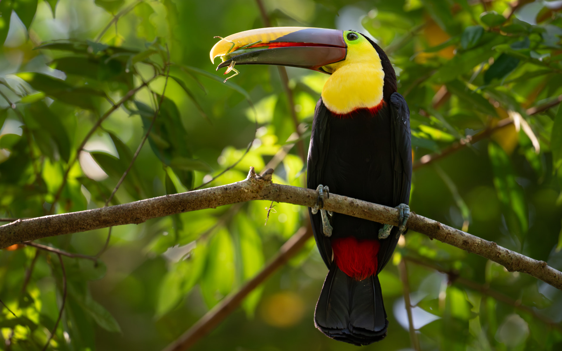 A yellow-throated toucan perched on a branch holding an insect in its bill in the Costa Rican rainforest