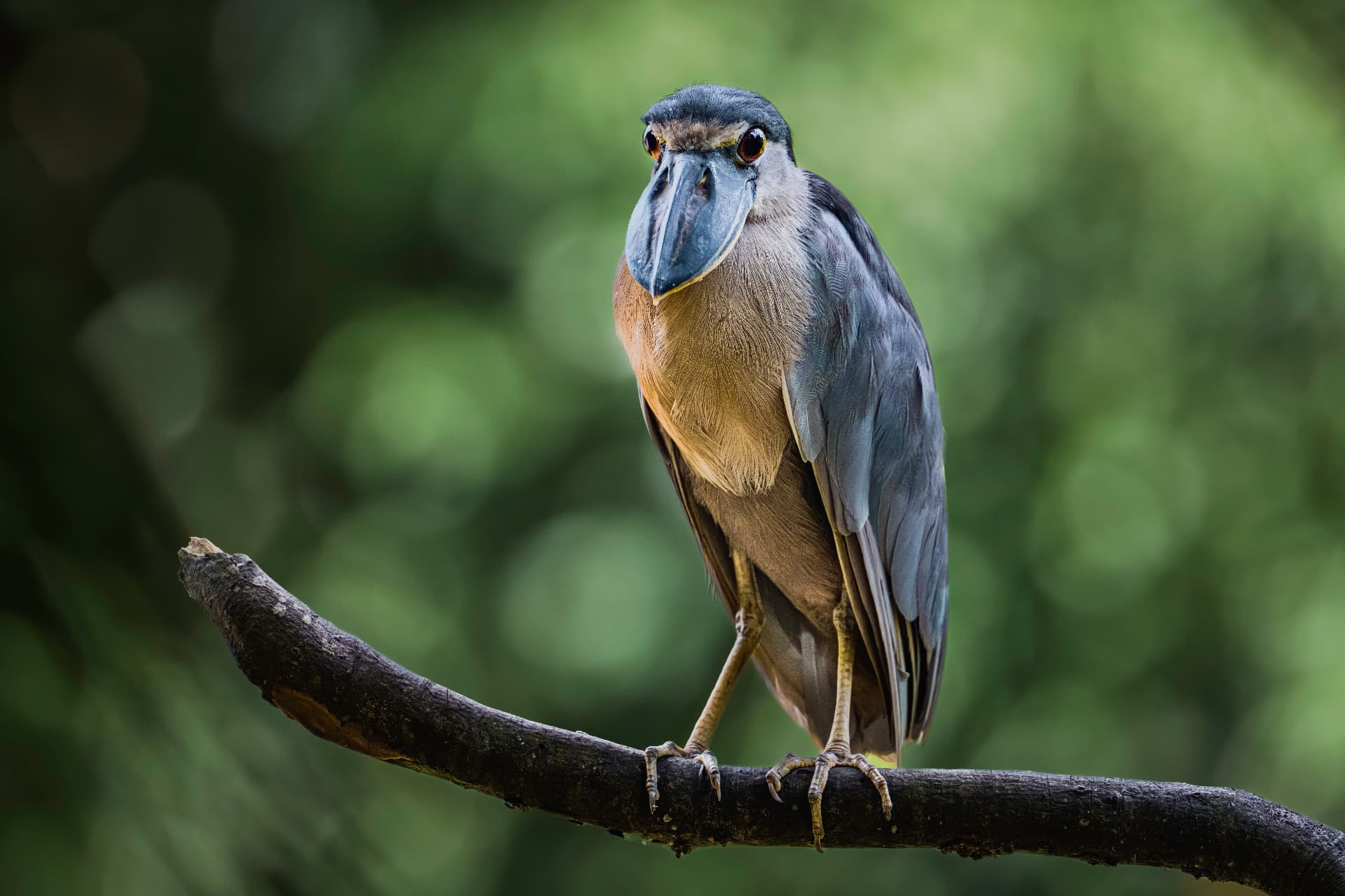 Boat-billed heron perched on a branch
