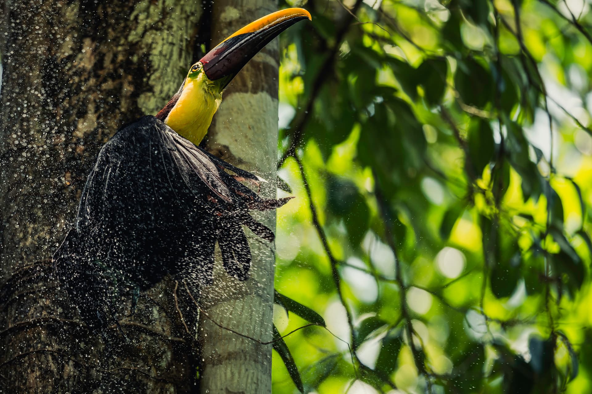 Chestnut-mandibled toucan shaking off rain