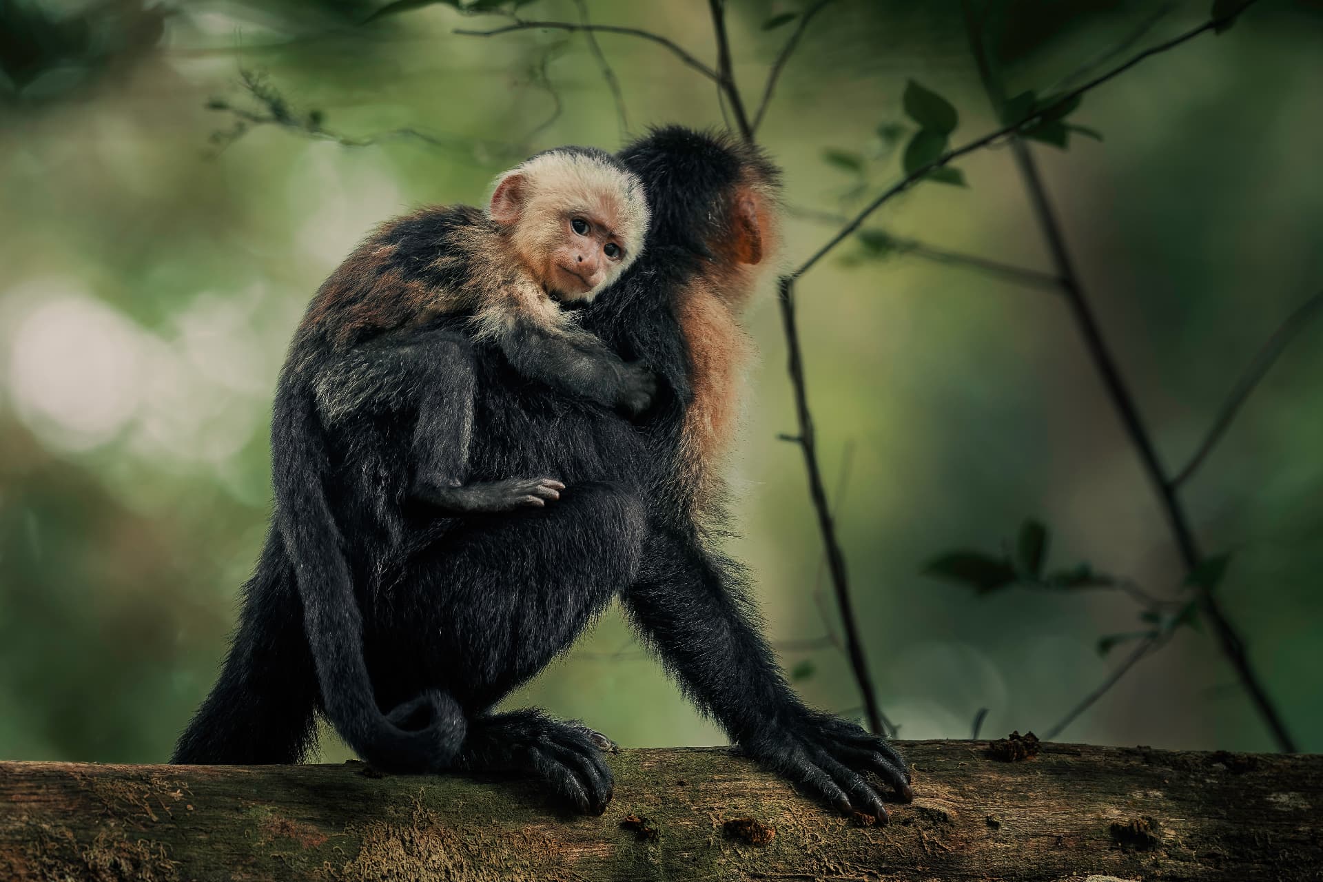 White-faced capuchin carrying her baby