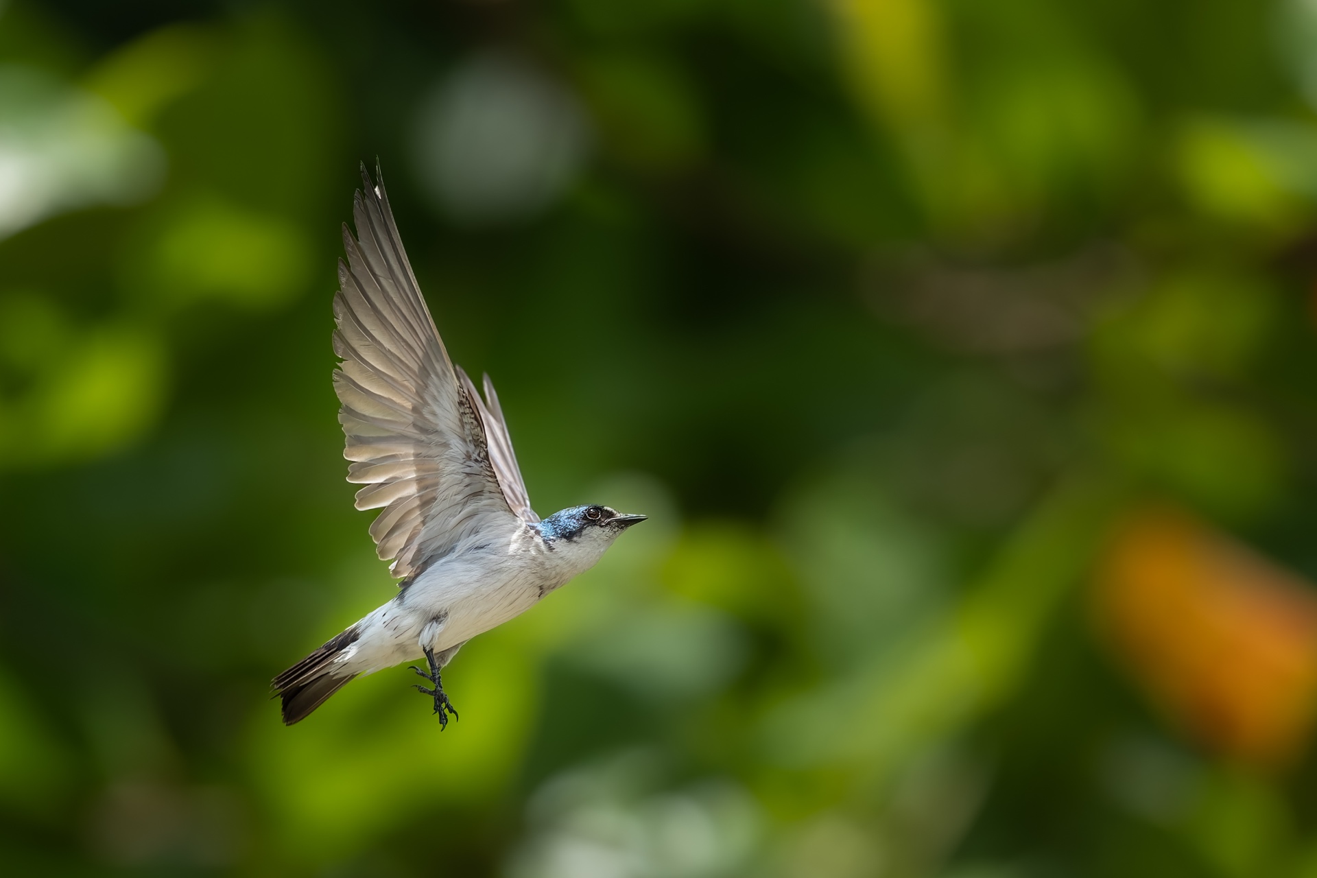 Small mangrove swallow hovering against green rainforest foliage, wingtips frozen at 1/4000 sec.