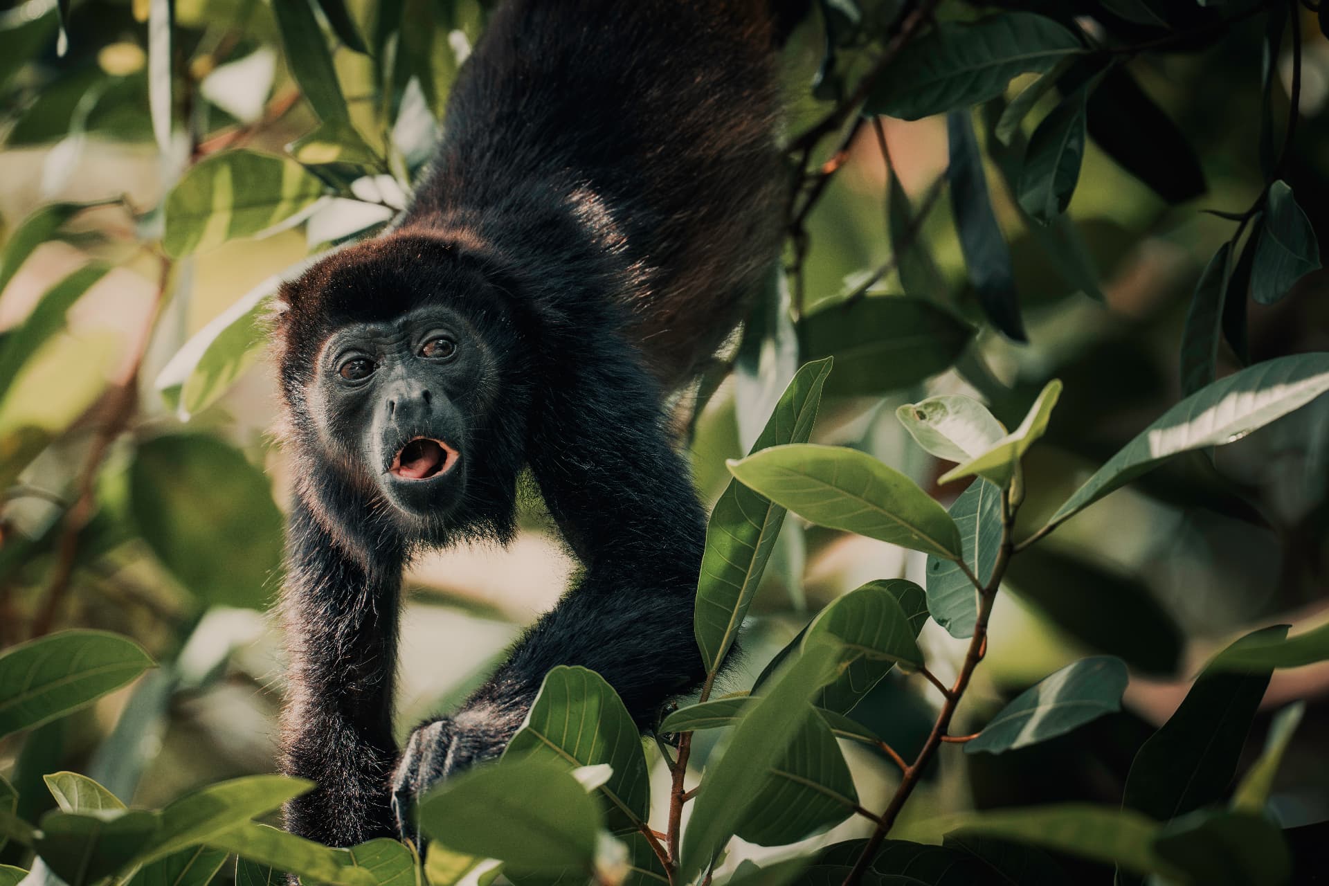 Howler monkey calling from the canopy