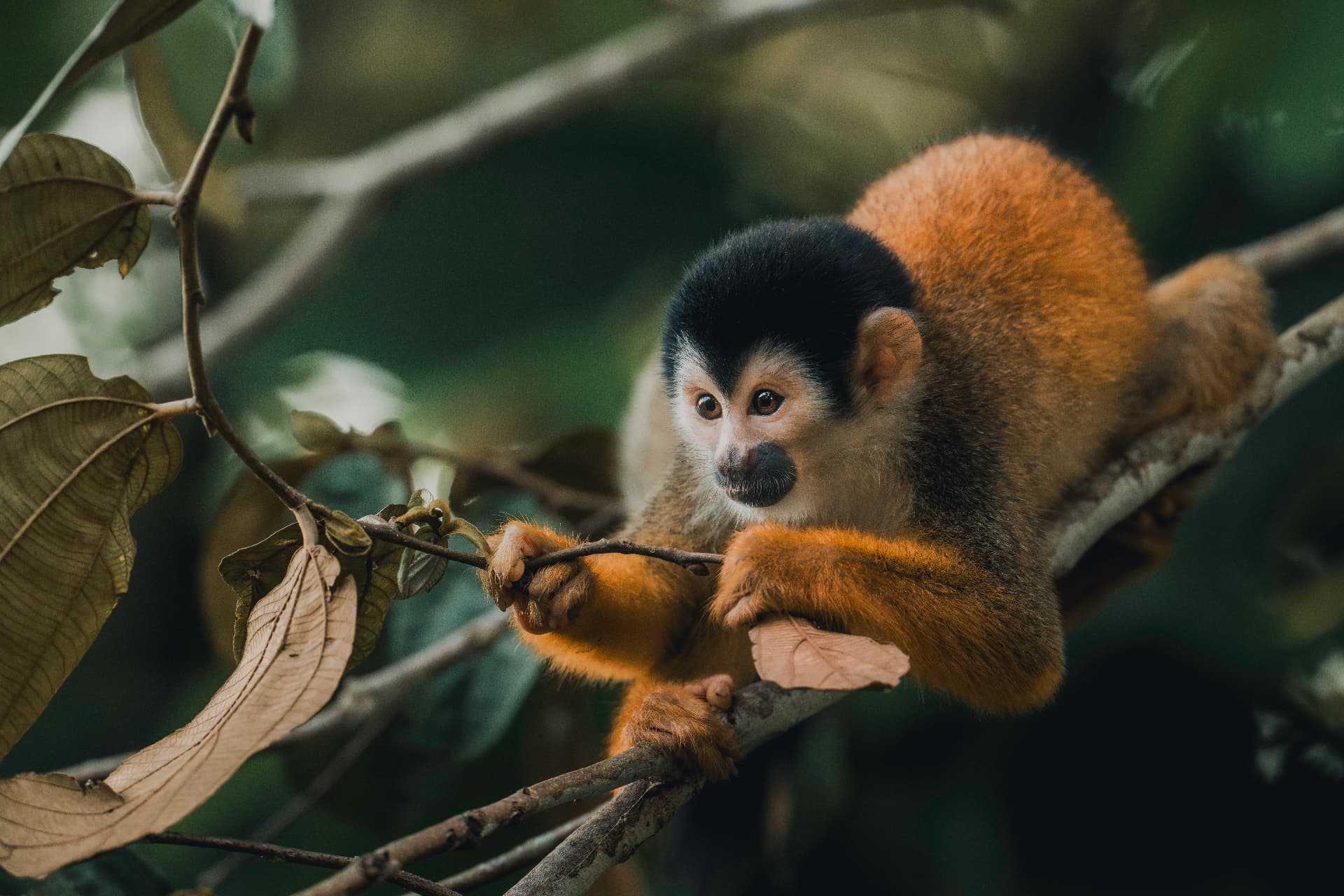 Central American squirrel monkey on a branch