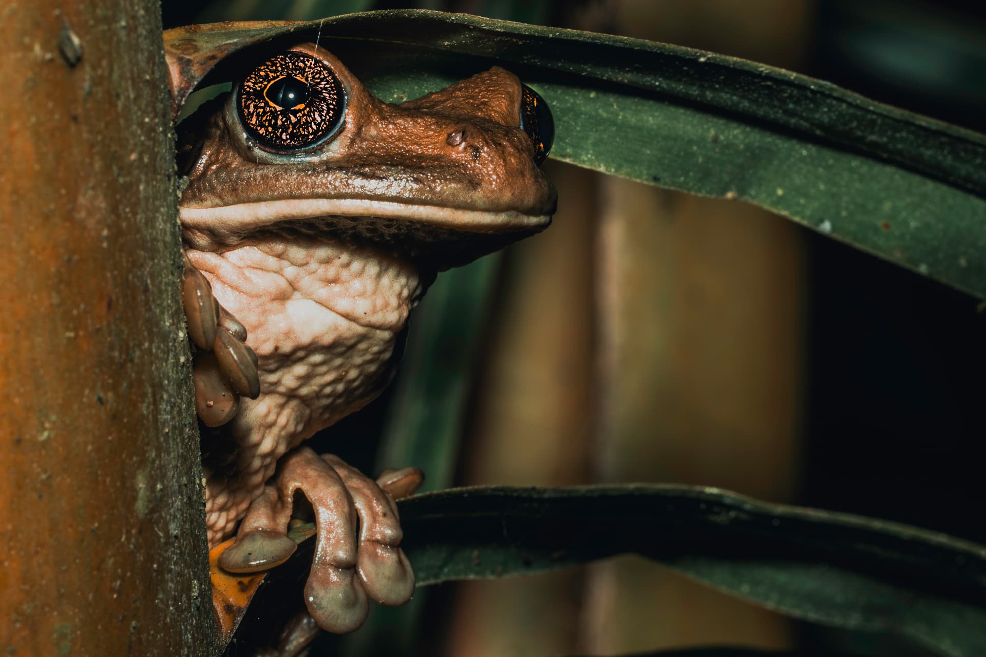 Copper-eyed tree frog peeking from behind a leaf