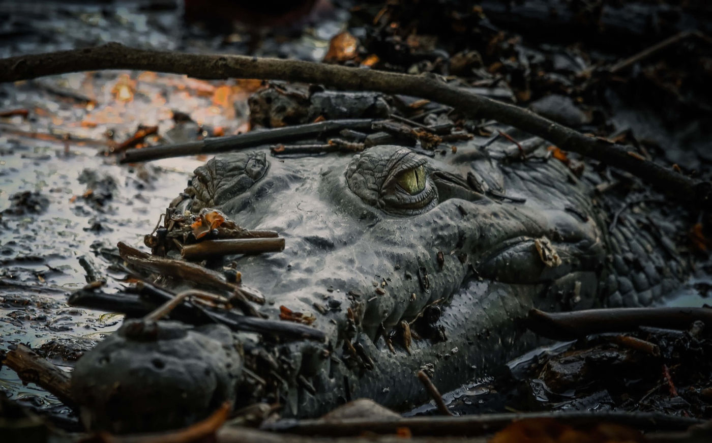 The Story Behind This Crocodile Photo…