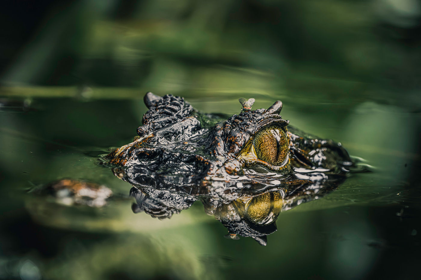 Wildlife Photography in Costa Rica: Complete Guide