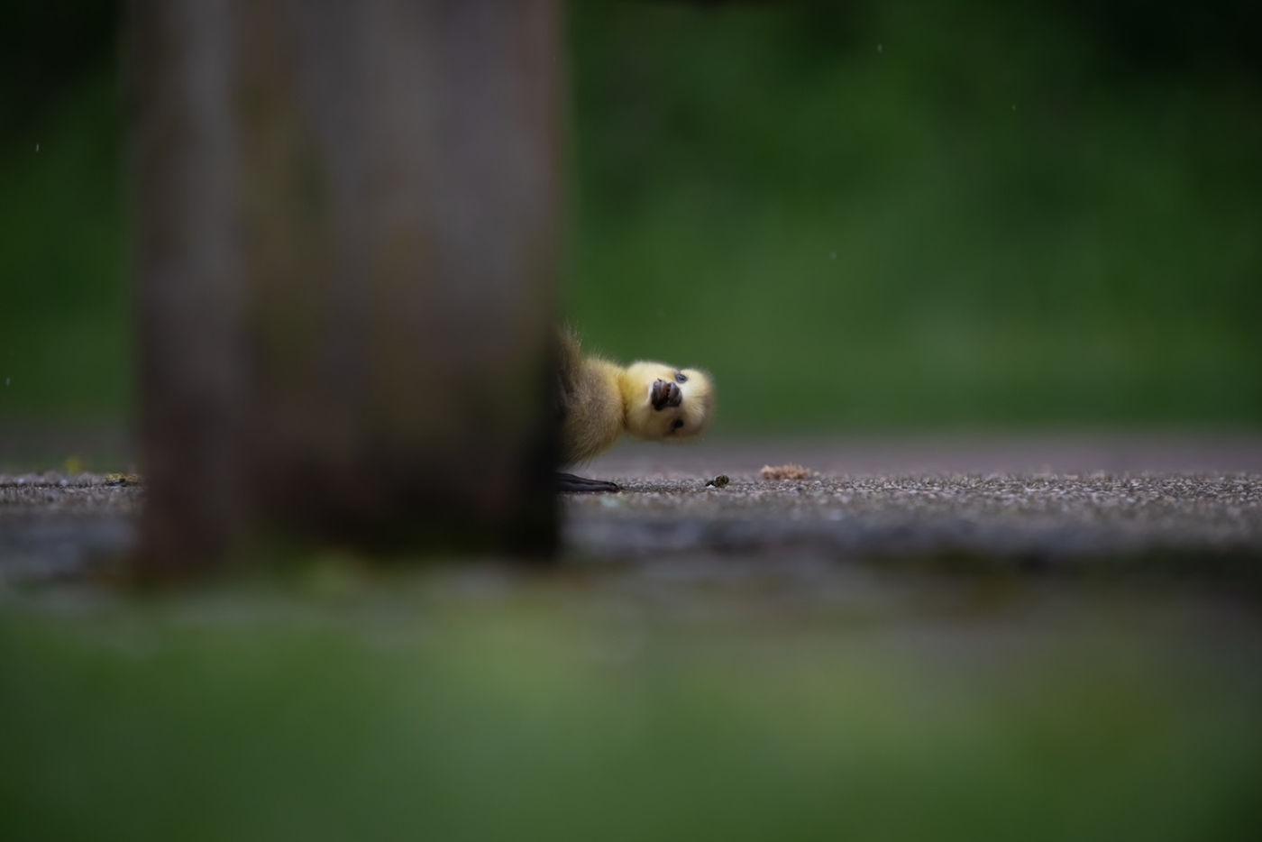 A gosling peeking its head out from behind a bench leg