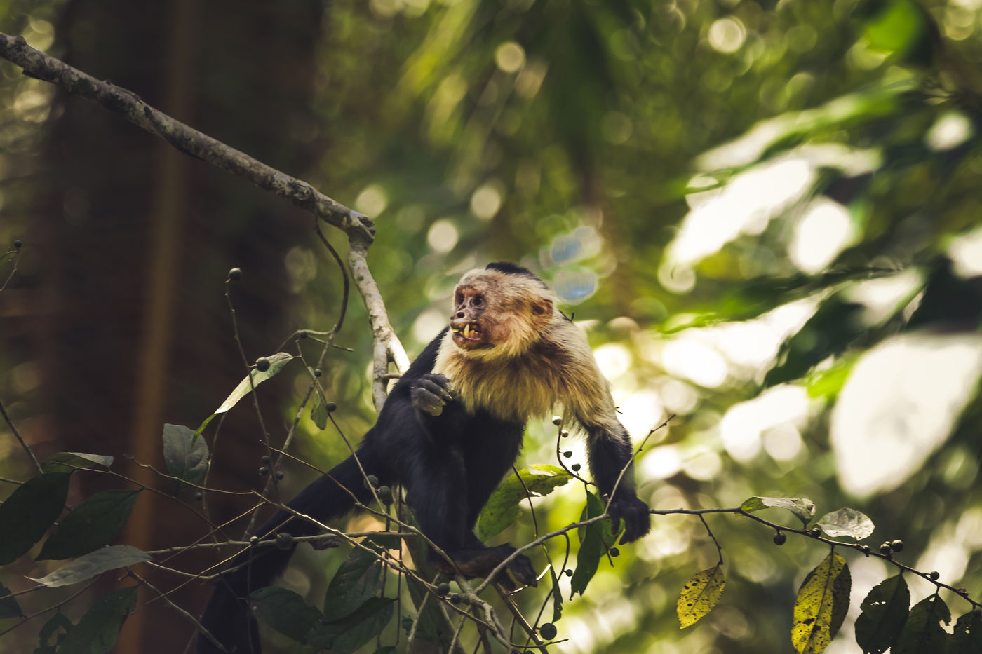 3 Wildlife Photography Tips for Complete Beginners