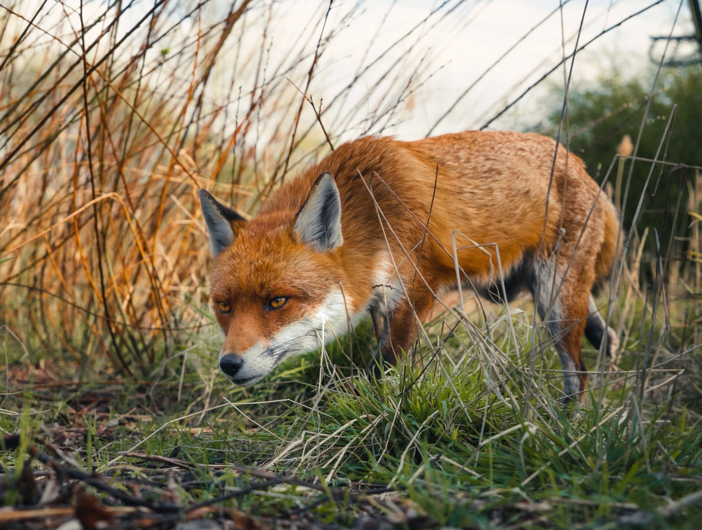 3 Techniques to Improve Your Wildlife Photography…