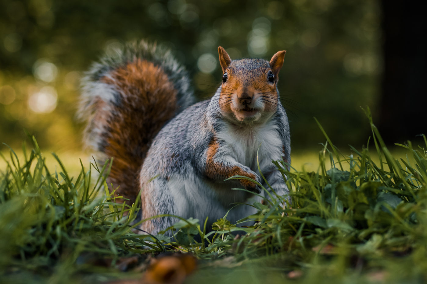 Close up of grey Squirell