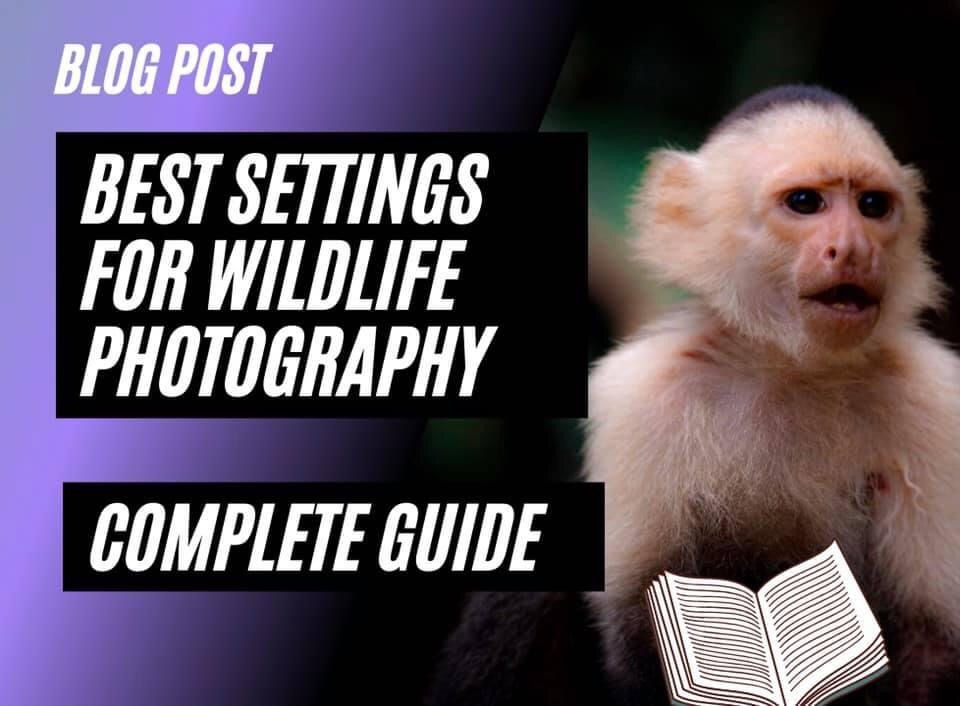 The Best Camera Settings for Wildlife Photography (Complete Guide)