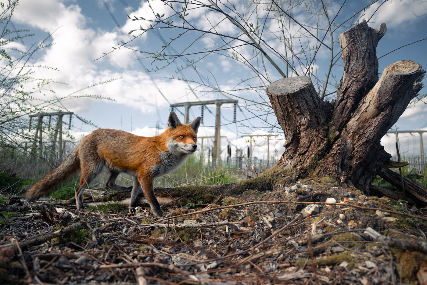 Winning British Wildlife Photographer of the Year